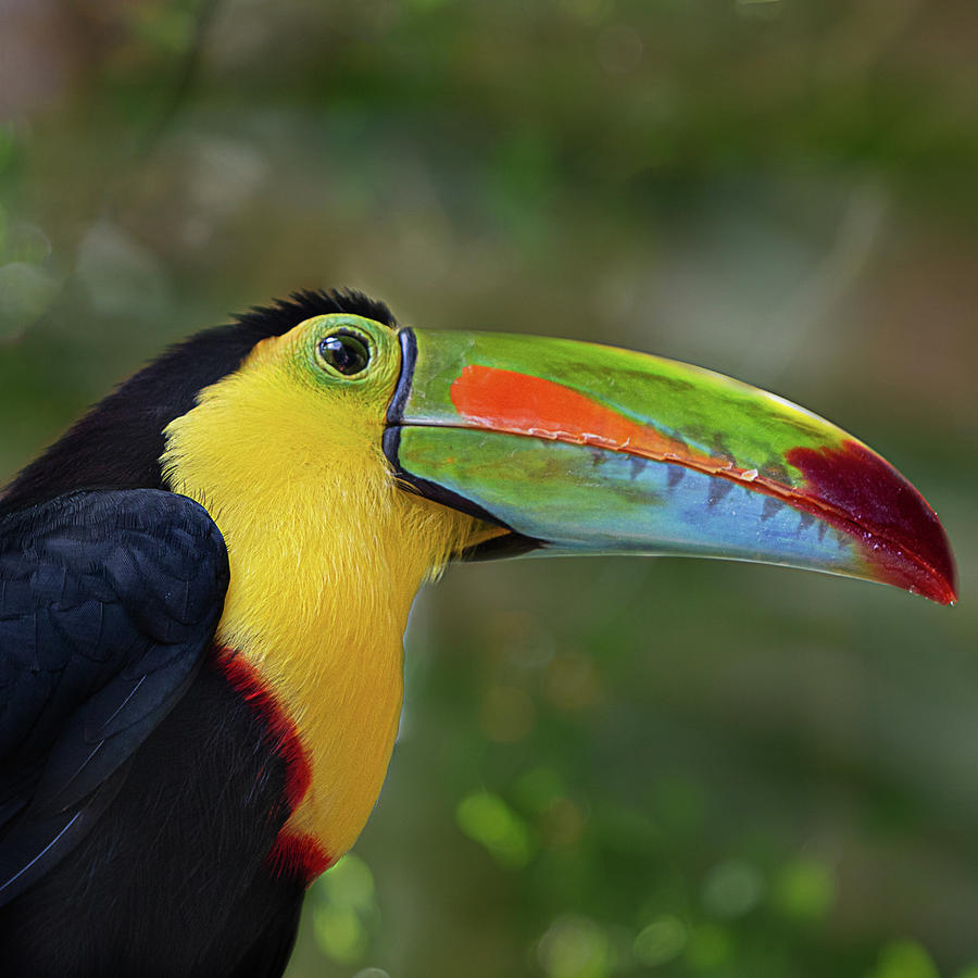 Keel-Billed Toucan Square Format Photograph by Teresa Wilson
