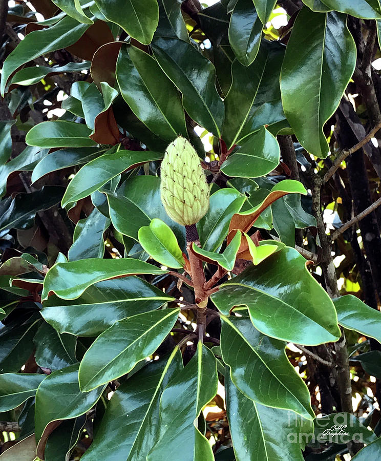 Keeneland Magnolia Tree Bud Photograph by CAC Graphics