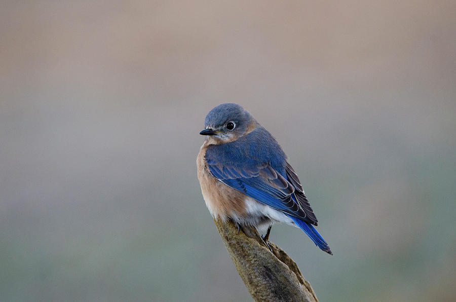 Keep A Bluebird In Your Heart Photograph by Jim Cook