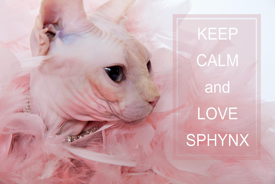 Keep Calm And Love Sphynx Photograph