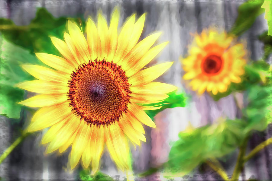 Sunflower Photograph - Keep On The Sunny Side by Jim Love