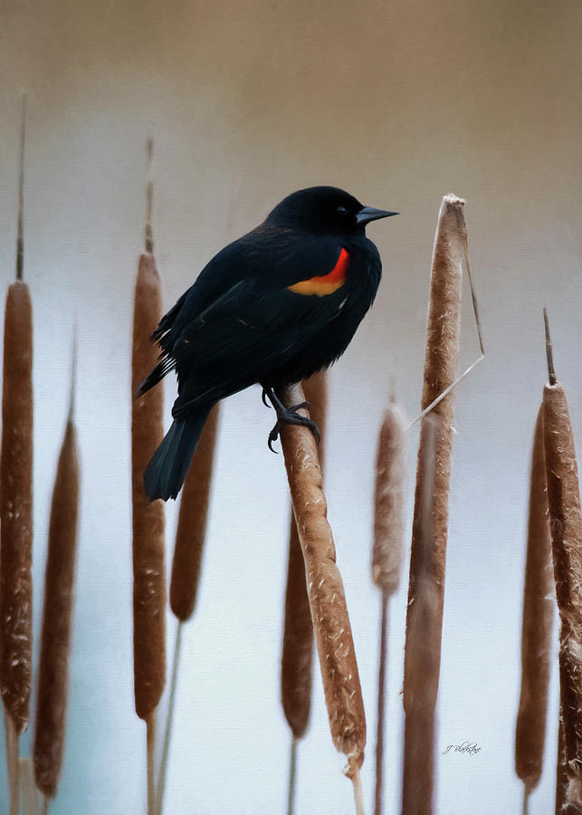 Keep Singing - Bird Art Photograph by Jordan Blackstone
