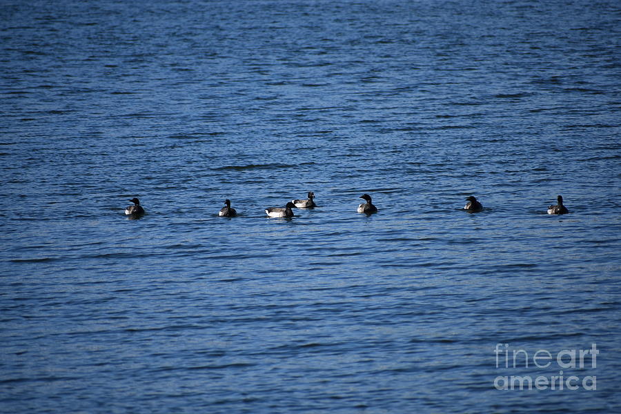 Keep  Your Ducks In A Row Photograph by Barbra Telfer