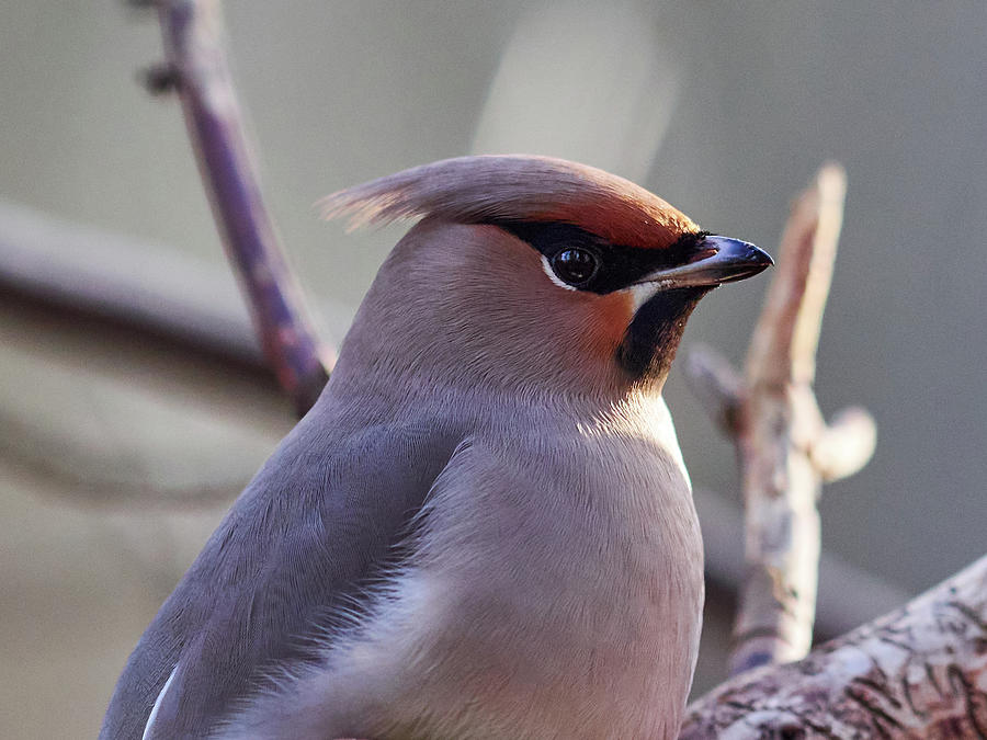 Keeping the calm face. Portrait of the Bohemian waxwing Photograph by Jouko Lehto