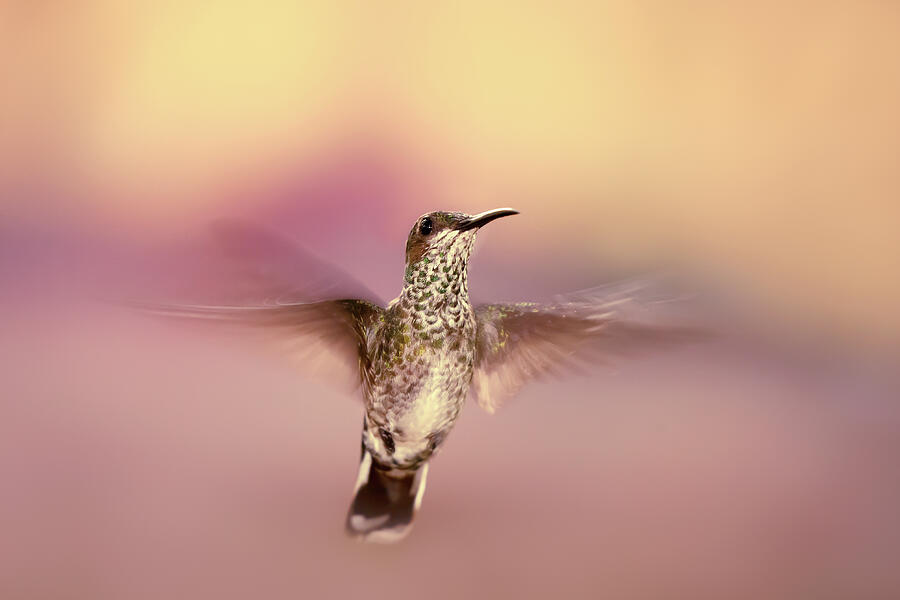 Hummingbird Photograph - Keeping the Spirits High by Roeselien Raimond