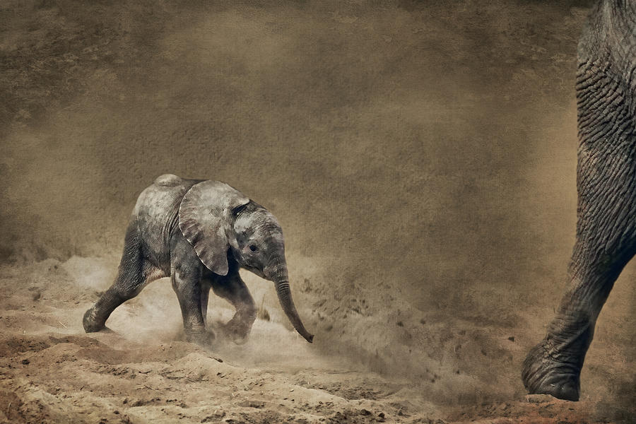 Keeping Up - Elephant Baby Photograph by Nikolyn McDonald
