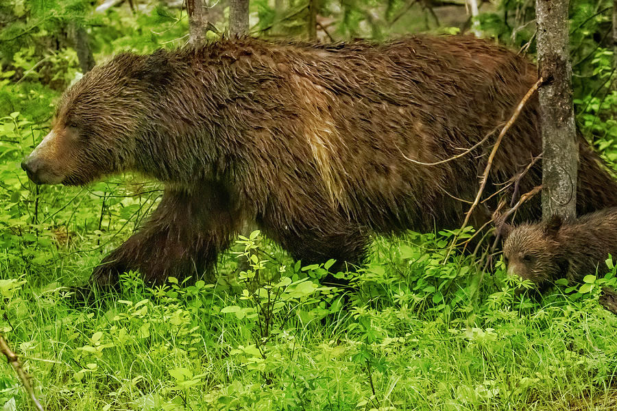 Keeping Up with Mama Grizzly 399 Photograph by Belinda Greb
