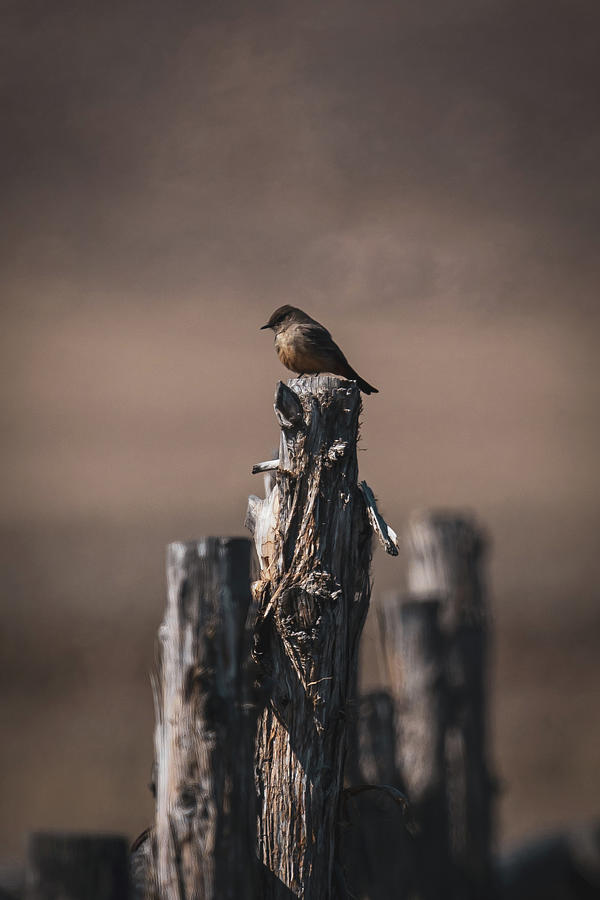 Keeping Watch Photograph by Brian Anderson Keeping Watch Photograph by Brian Anderson