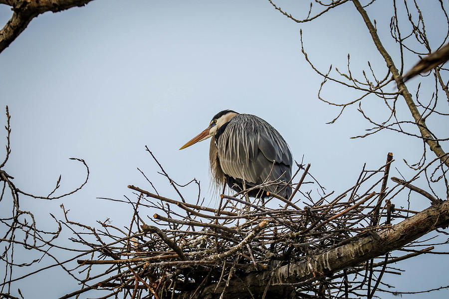 Bird Photograph - Keeping Watch by Kamie Stephen Bird Photograph - Keeping Watch by Kamie Stephen