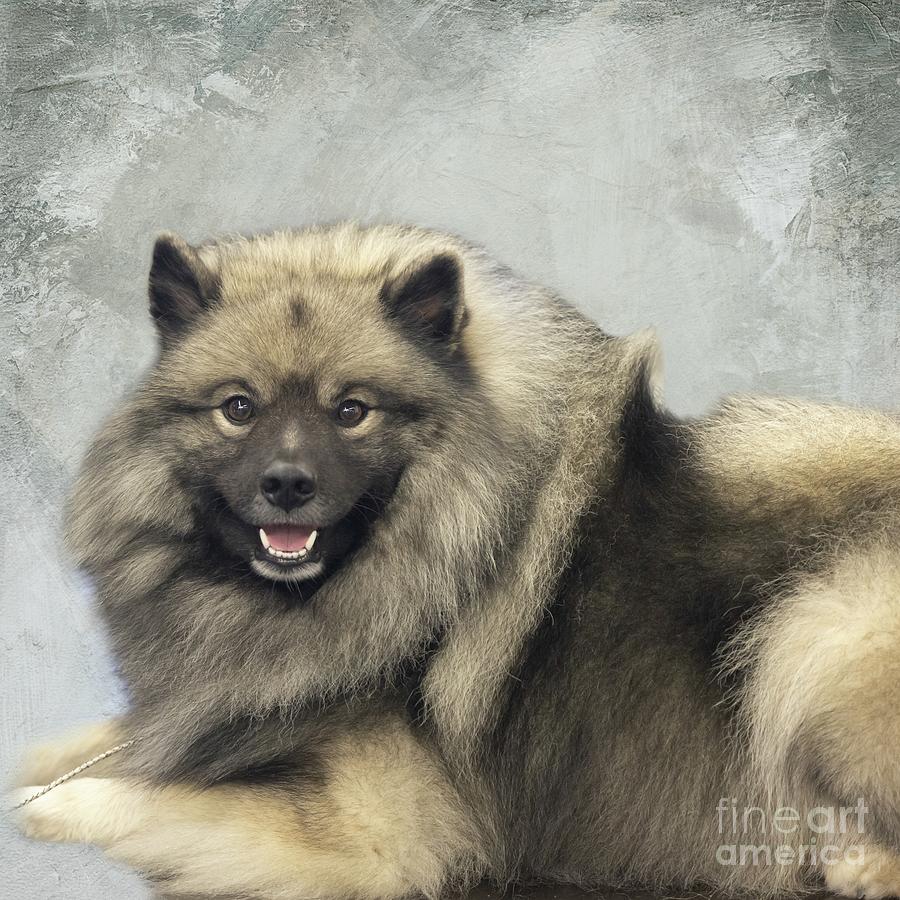 Keeshond Photograph by Eva Lechner