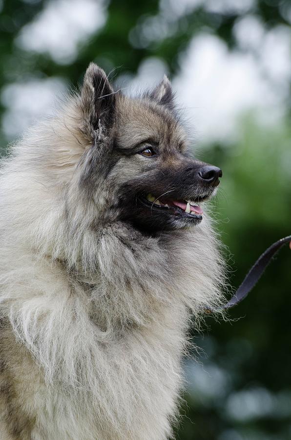 Keeshond Wolf Spitz Portrait Wuschelig Pureb 931 Mixed Media By Poster Frame Print Printed