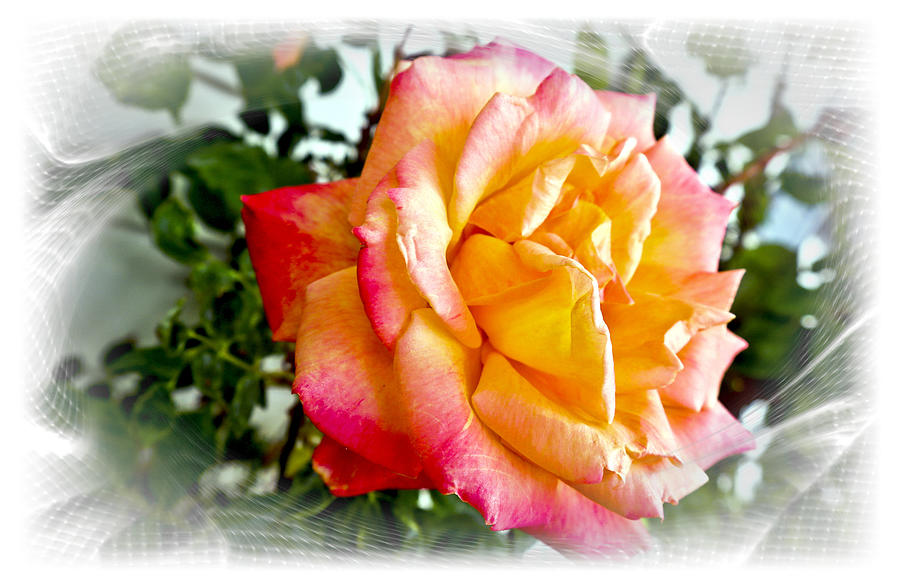 Kellys Double Delight Rose Photograph by Joyce Dickens