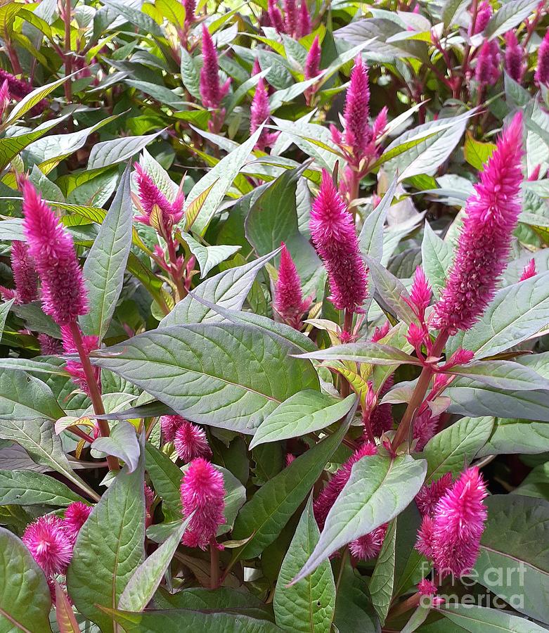 92 - Kelos Atomic Neon Pink Celosia Photograph by Deborah Carpenter