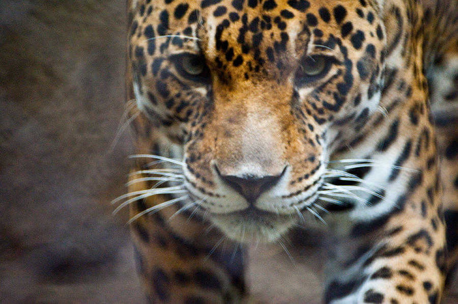 Kelowo Jaguar Photograph by Rex TC Wang
