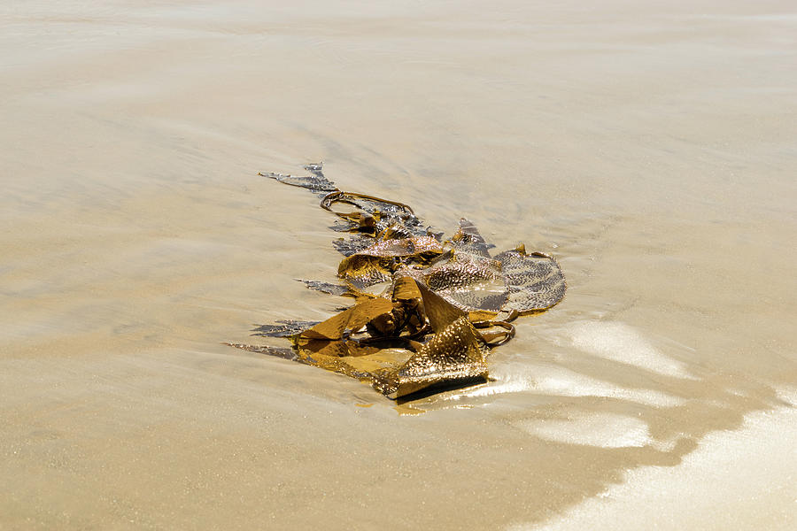 Kelp Cameo - Splendiferous Beach Art by Mother Nature Photograph by Georgia Mizuleva