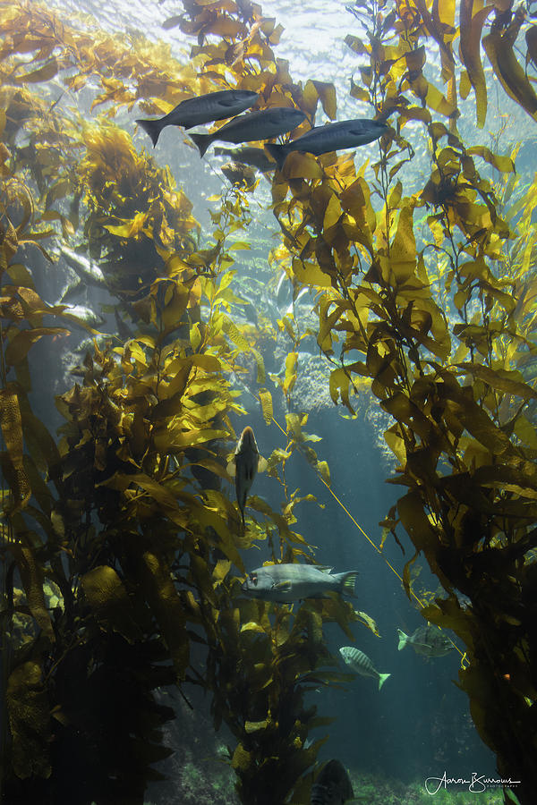 Kelp Forest Photograph by Aaron Burrows
