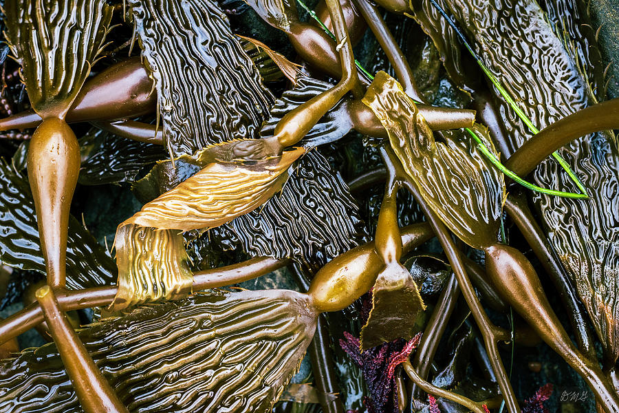 Kelp I Color Photograph by David Gordon