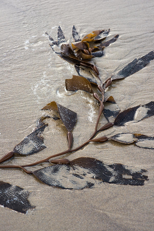 Kelp on the Beach Photograph by Robert Potts