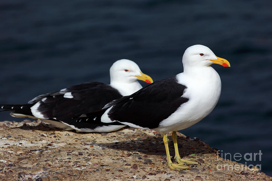 Kelp or Dominican Gulls Photograph by James Brunker