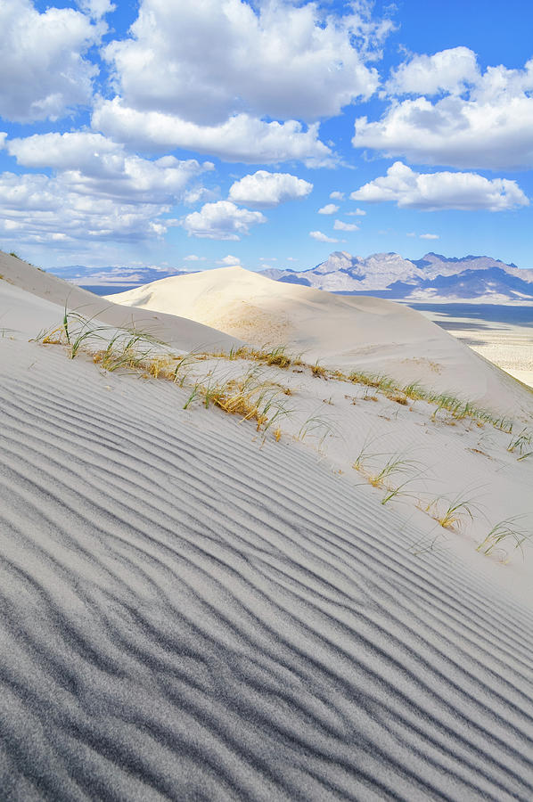 Kelso Dunes Desert Portrait Photograph by Kyle Hanson