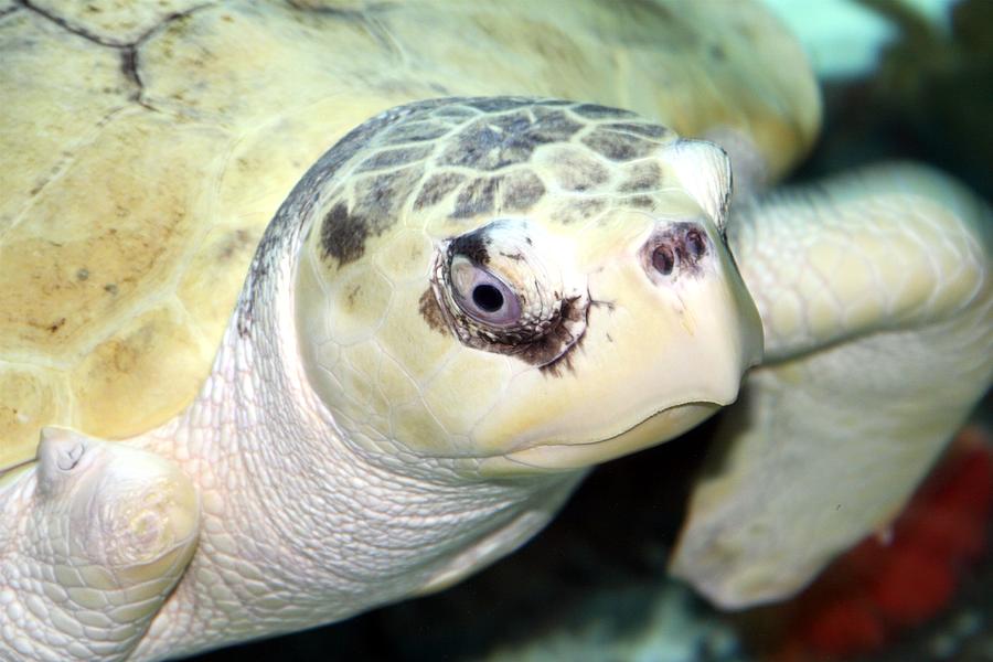 Kemp's Ridley Sea Turtle Photograph by Brittney Powers - Fine Art America