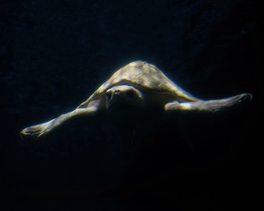 Kemps Ridley Sea Turtle Photograph by Flees Photos Kemps Ridley Sea Turtle Photograph by Flees Photos