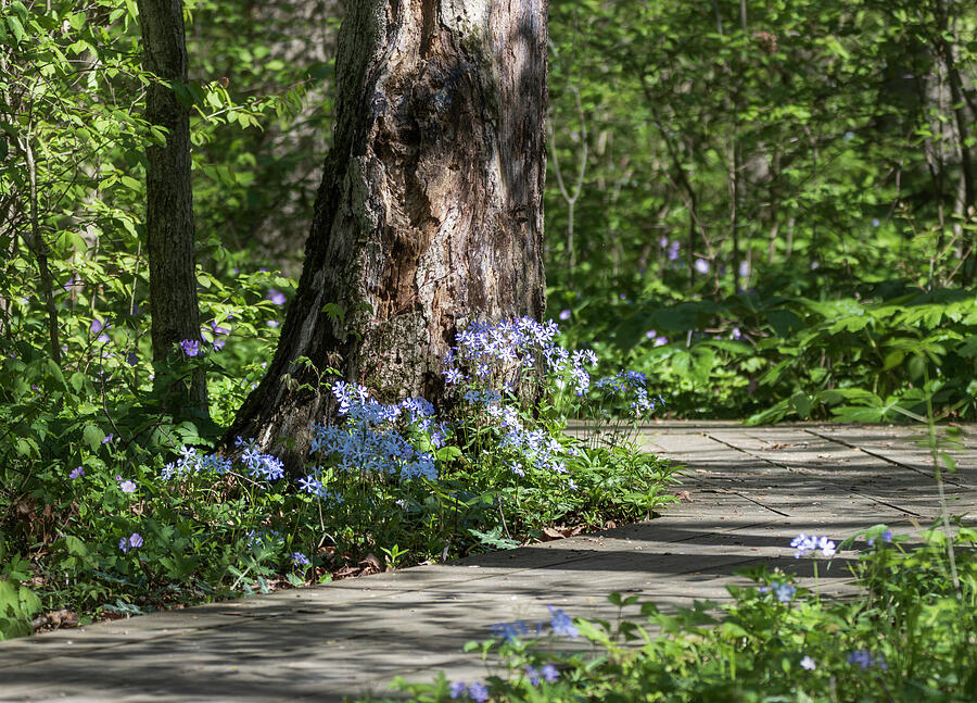 Kendrick Woods Spring Wildflowers Lima Ohio Photograph by Dan Sproul