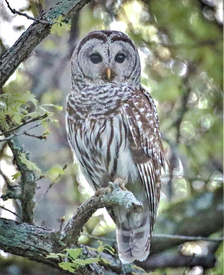 Kentucky Barred Owl Photograph by Chad Fuller - Fine Art America