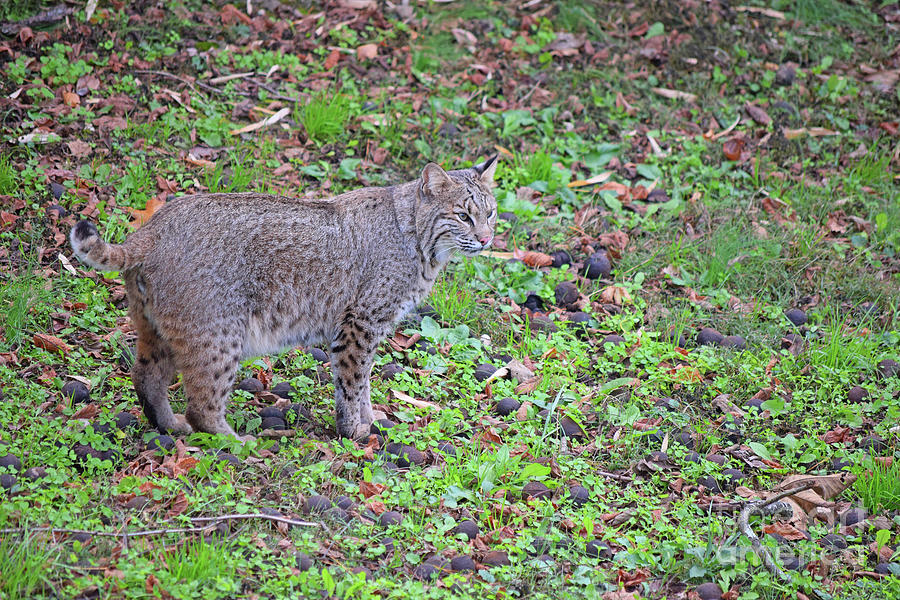 Bobcats in Kentucky