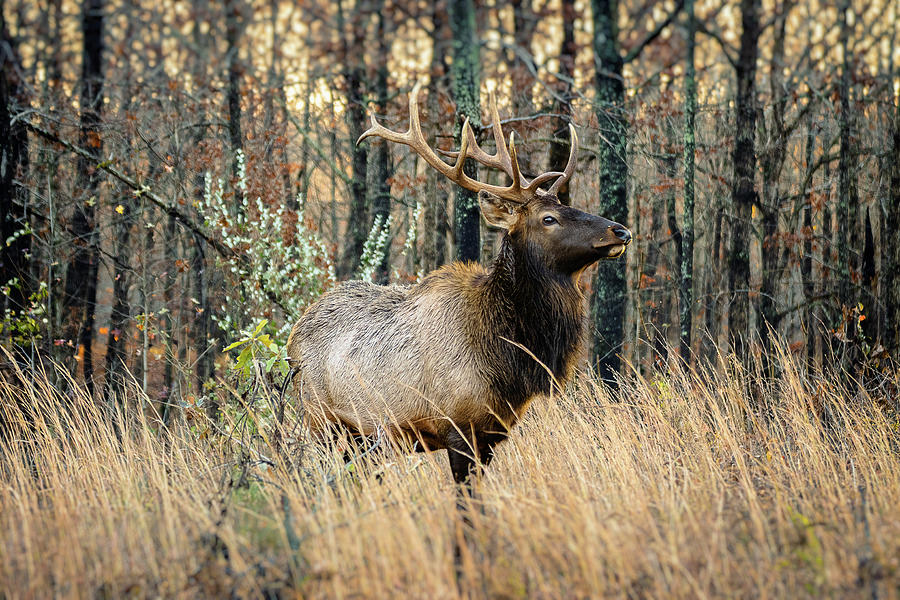 Kentucky Bull Elk Photograph by Jake Sansing - Fine Art America