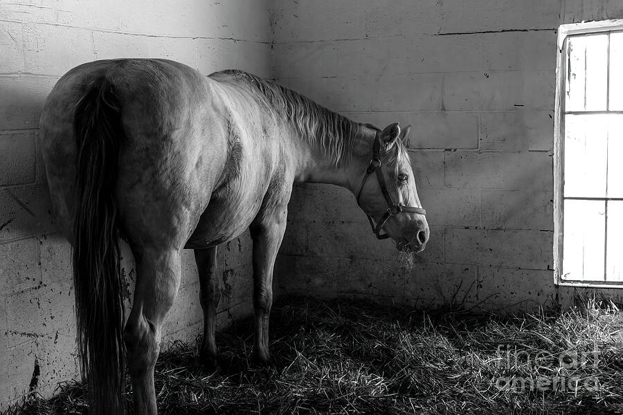 Kentucky Derby Dreamer Photograph by Shelia Hunt