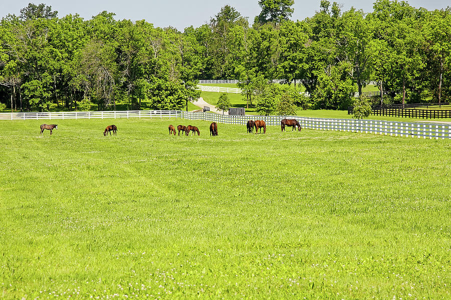 Kentucky Horse Farm Scene Photograph by Sally Weigand