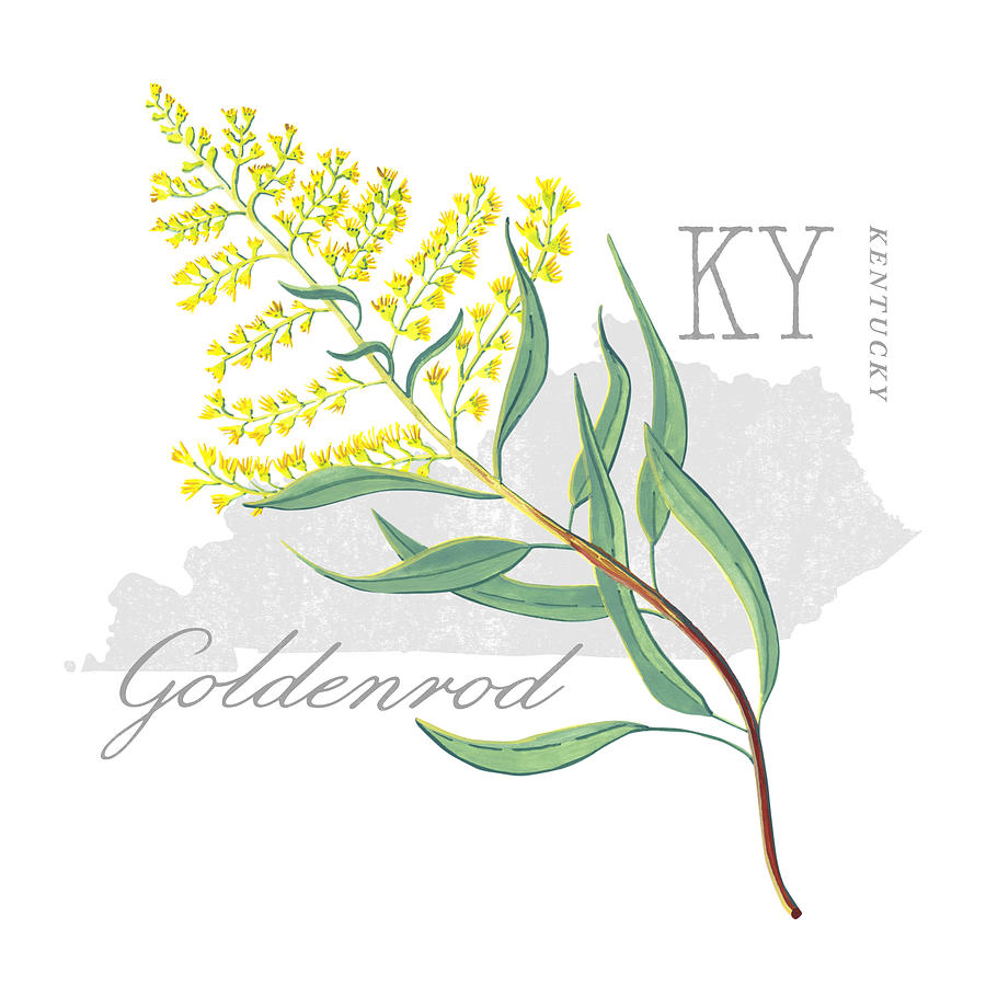 Kentucky State Flower Goldenrod Art by Jen Montgomery Painting by Jen Montgomery
