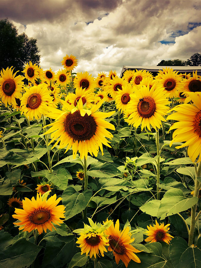 Kentucky Sunflowers II Photograph by Korey Raymond Fine Art America