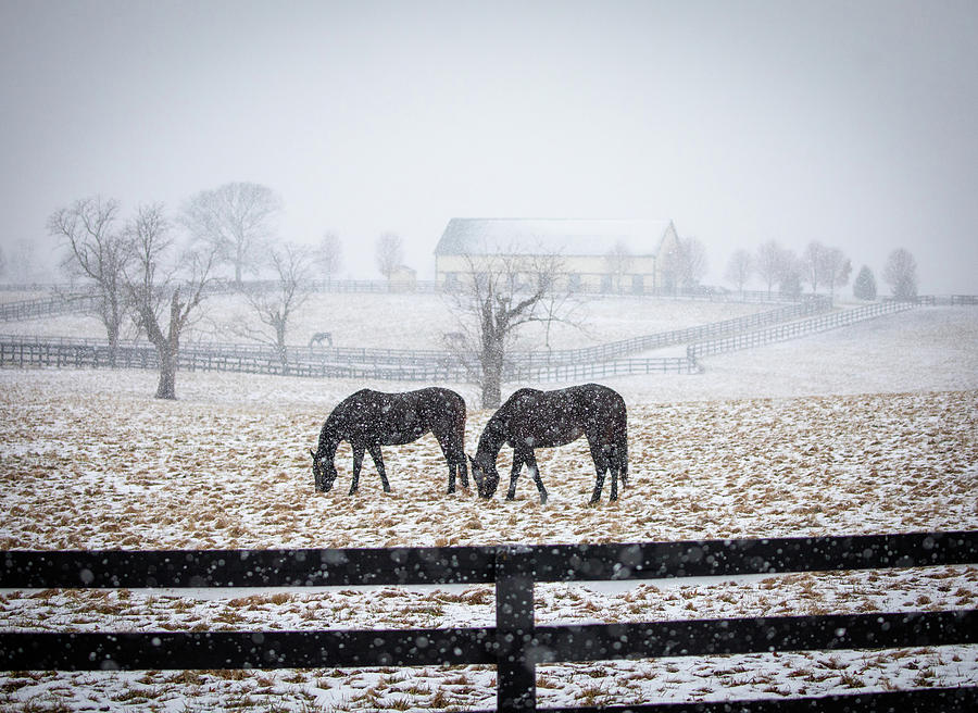Kentucky Thoroughbreds in Snow Fine Art Print Photograph by Nedim Slijepcevic