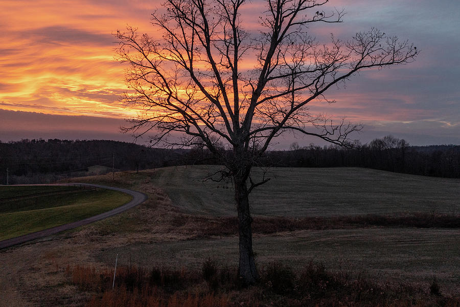 Kentucky Tree at Sunset  Photograph by John McGraw