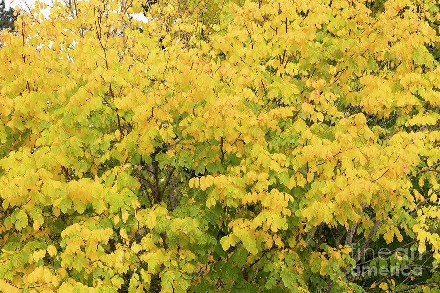 Kentucky Yellowwood Autumn Foliage Photograph By Tim Gainey Pixels