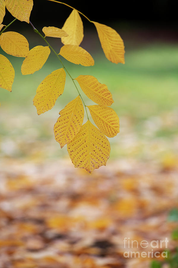 Kentucky Yellowwood Foliage in Autumn Photograph by Tim Gainey