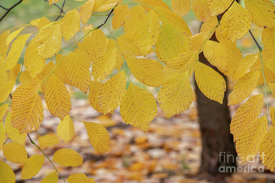Kentucky Yellowwood Foliage in the Fall Photograph by Tim Gainey