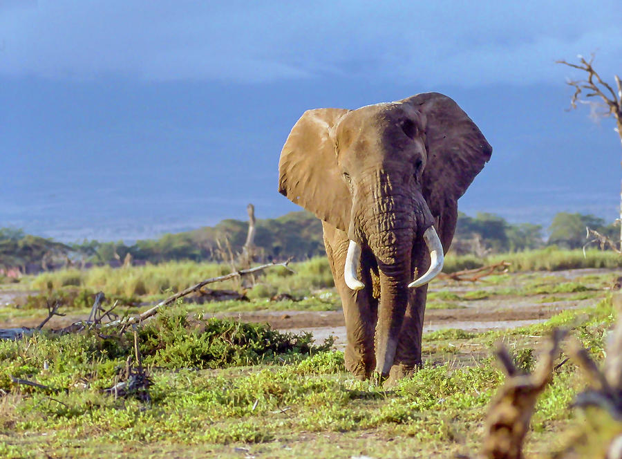 Bull Photograph - Kenya Bull Elephant by Phil And Karen Rispin