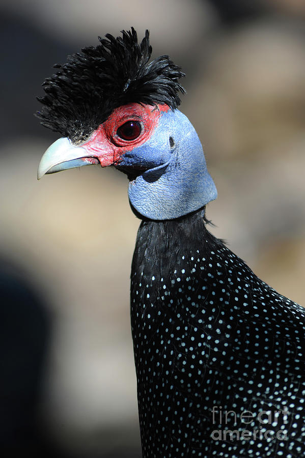 Kenya Crested Guineafowl Photograph by Gunther Allen - Fine Art America