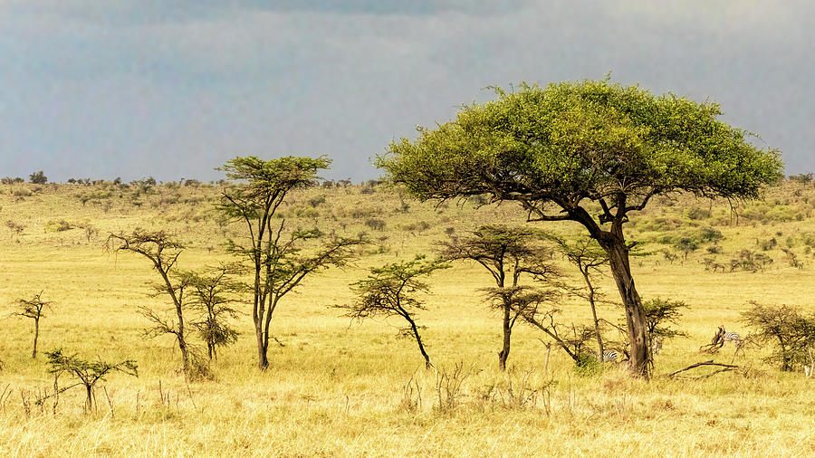 Kenya Landscape Photograph by Lindley Johnson - Fine Art America