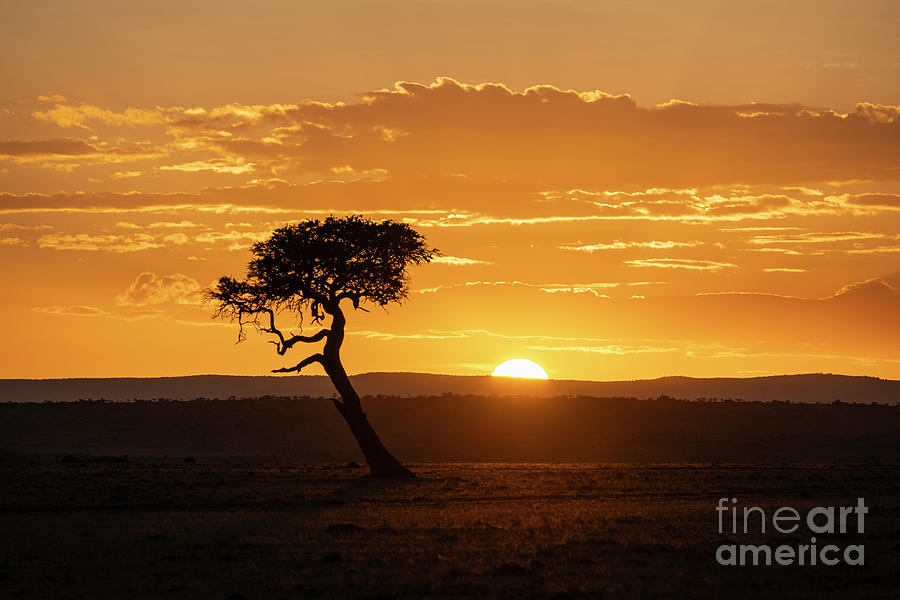 Kenya Morning Photograph by Sandra Bronstein