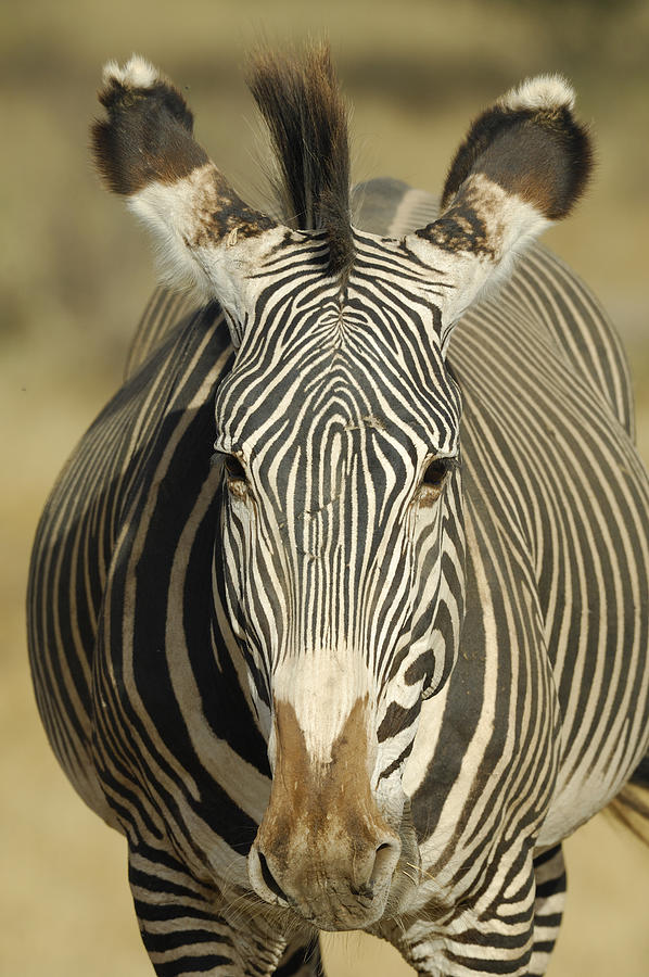 Kenya - Samburu - Grevys Zebra portrait Photograph by Thierry Grun