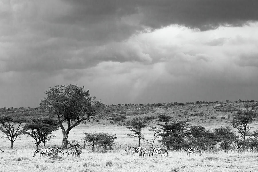 Kenyan Landscape with Zebras B/W Photograph by Lindley Johnson