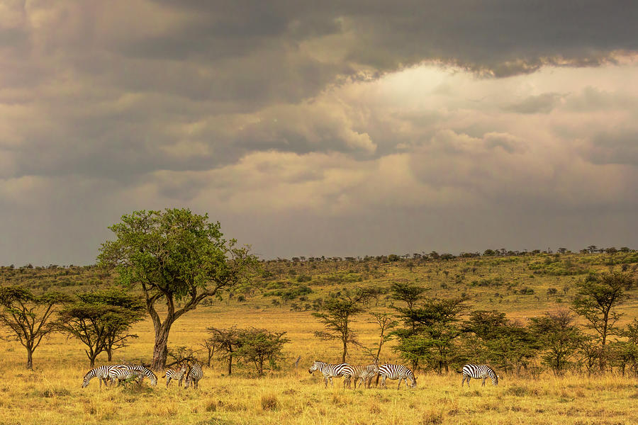 Kenyan Landscape with Zebras Photograph by Lindley Johnson