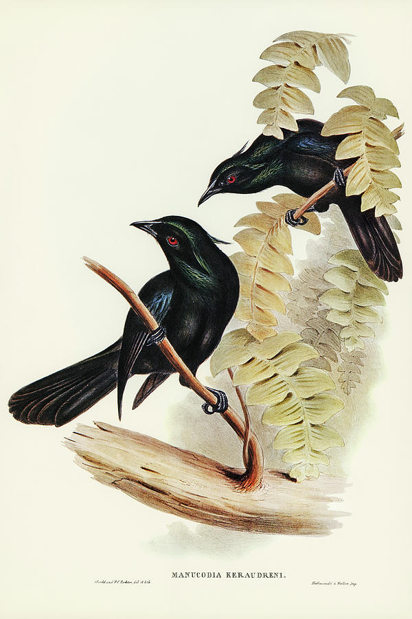John Gould Drawing - Keraudrens Crow-Shrike, Manucodia Keraudreni by John Gould