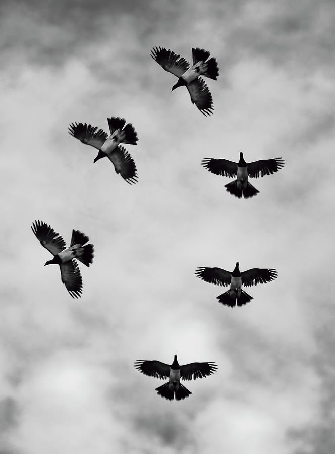 Kereru Dance Bw Photograph By Warwick Lowe - Fine Art America