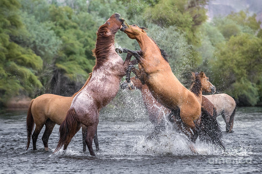 Kerfuffle At The Salt River Photograph by Lisa Manifold