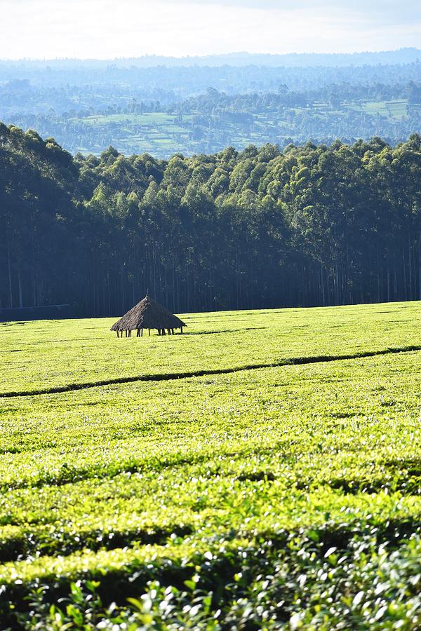 Kericho County Photograph by Marta Pawlowski - Fine Art America